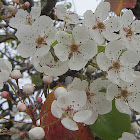Callery Pear Tree Blossoms