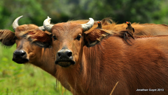 African forest buffalo | Project Noah