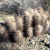 Strawberry hedgehog cactus