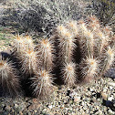 Strawberry hedgehog cactus