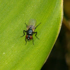 Unidentified Black Fly