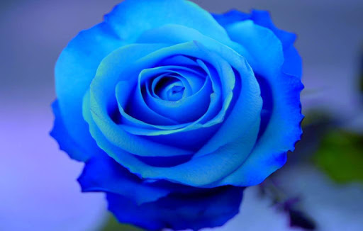 Blue Roses Wallpapers HD
