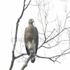 Grey-headed Fishing-eagle
