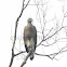 Grey-headed Fishing-eagle