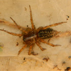 Maimuna spider