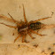 Maimuna spider