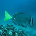 Razor surgeonfish