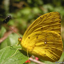 Apricot Sulphur Butterfly