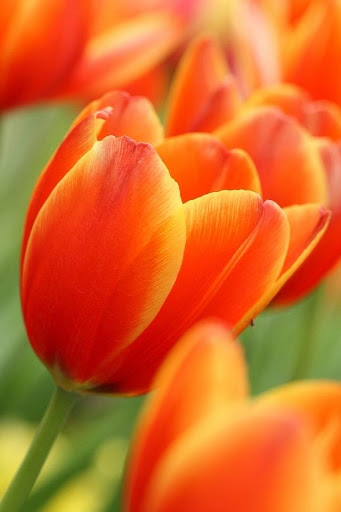 【免費個人化App】Colorful Tulips Live Wallpaper-APP點子