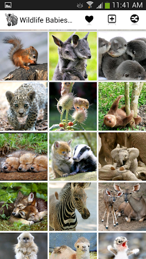 Wildlife Babies Wallpaper