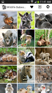 Free Wildlife Babies Wallpaper APK