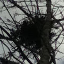 Gray Squirrel Nest