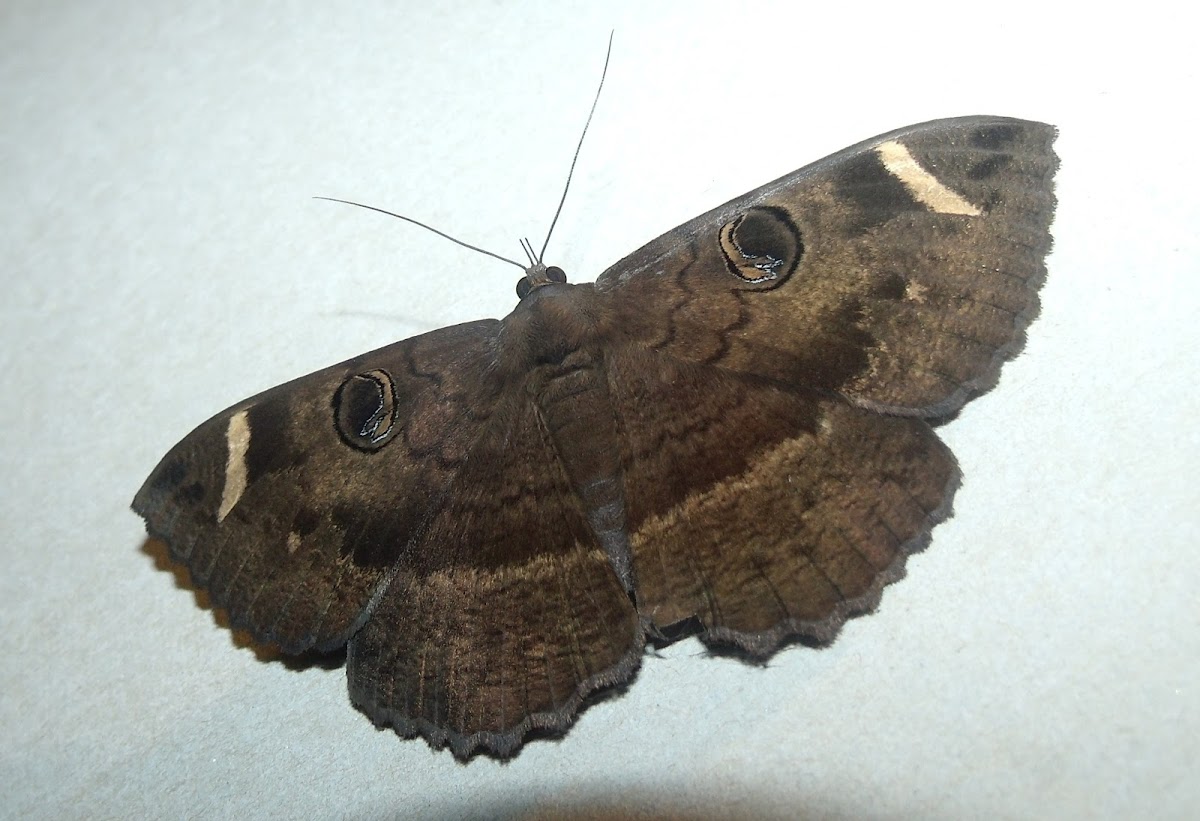 Erebus moth
