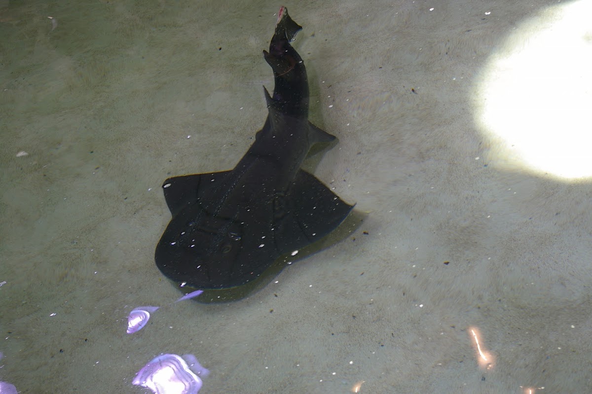 Shark Ray