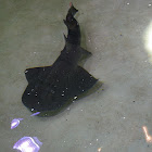 Shark Ray