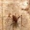 Spider Cricket