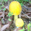 American Eastern Yellow Fly Agaric