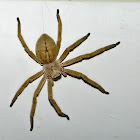 Golden Huntsman Spider