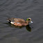 American wigeon (male)