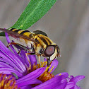 Hover Fly aka Flower fly