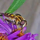 Hover Fly aka Flower fly