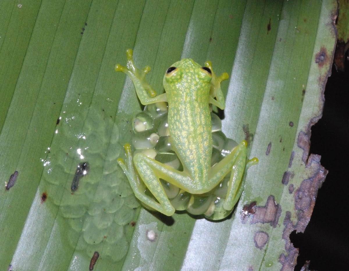 Starrett's glass frog (male guarding eggs)