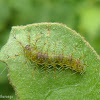 Gaudy Baron Caterpillar