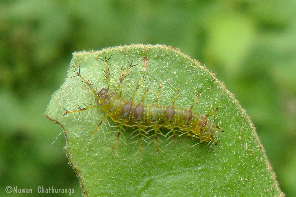 Gaudy Baron Caterpillar