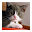 Cat sounds Download on Windows