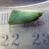 MangoPlanthopper