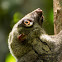 Sunda flying lemur