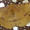 Monkey Moth