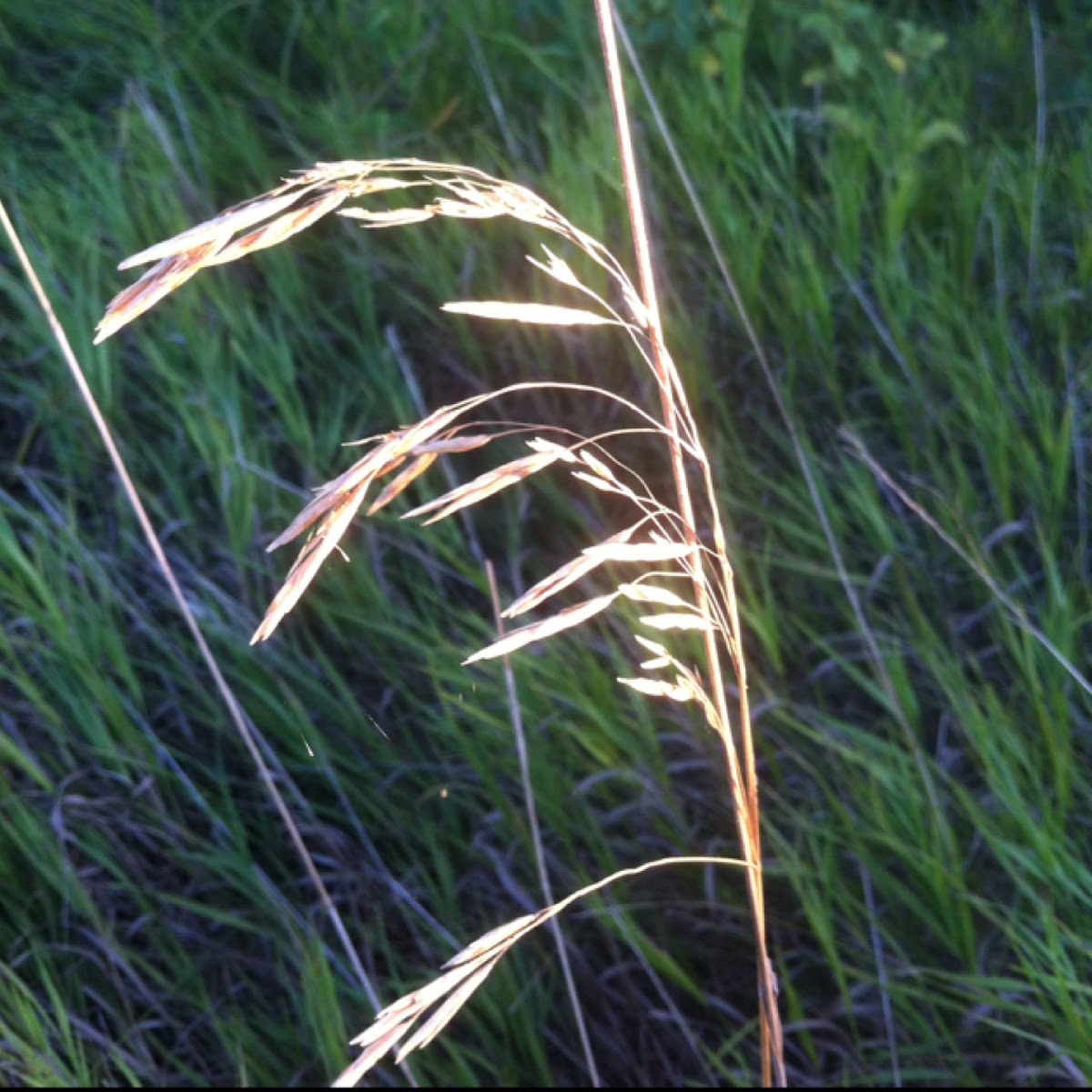 Prairie cordgrass