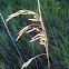 Prairie cordgrass