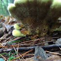 Dyers polypore