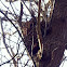 Grey squirrel drey (nest)