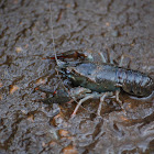 Noble crayfish