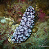 Phyllidiopsis nudibranch