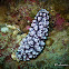 Phyllidiopsis nudibranch