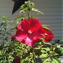 Hibiscus