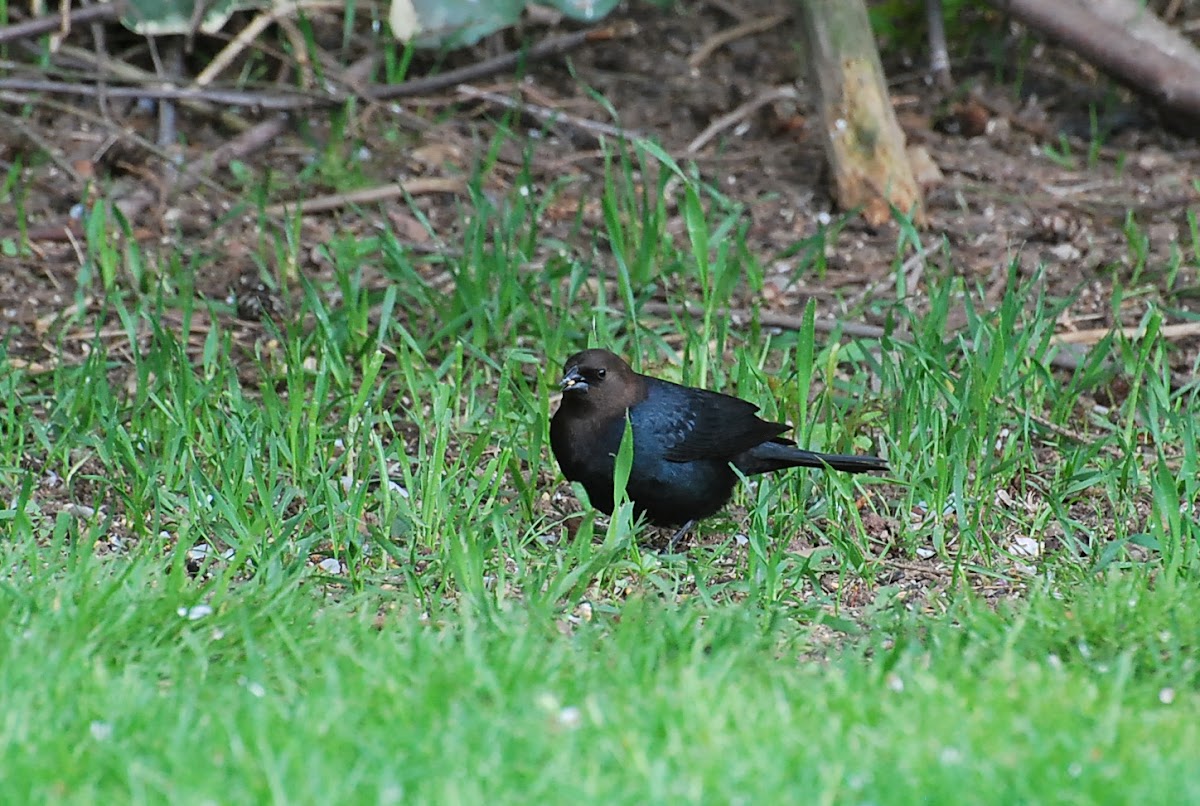 Brown-headed Cowbird