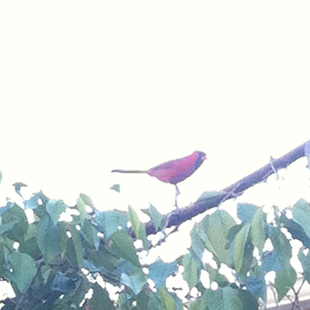 cardinal 