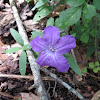 Carolina wild petunia