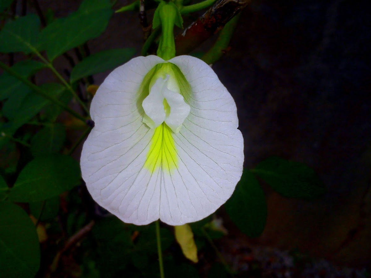 White butterfly pea