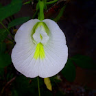White butterfly pea