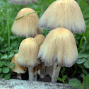 Ink Cap Mushroom