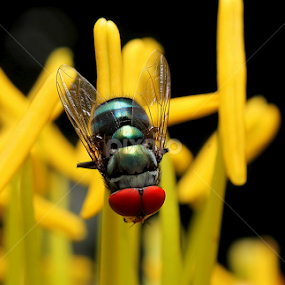 by Nicholas Lim - Animals Insects & Spiders