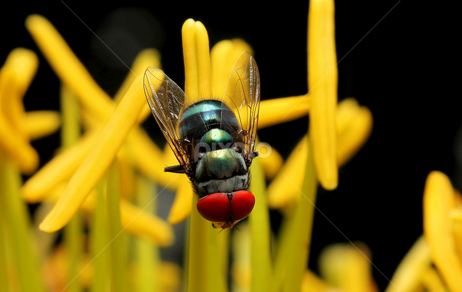 by Nicholas Lim - Animals Insects & Spiders