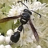 Pin Wasp