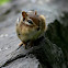 Eastern Chipmunk